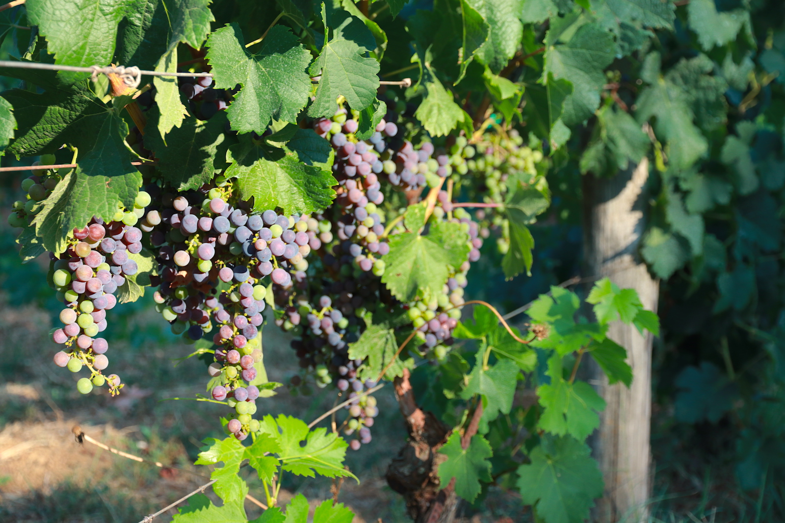 Cabernet Sauvignon druiven bij Domaine Dereskos