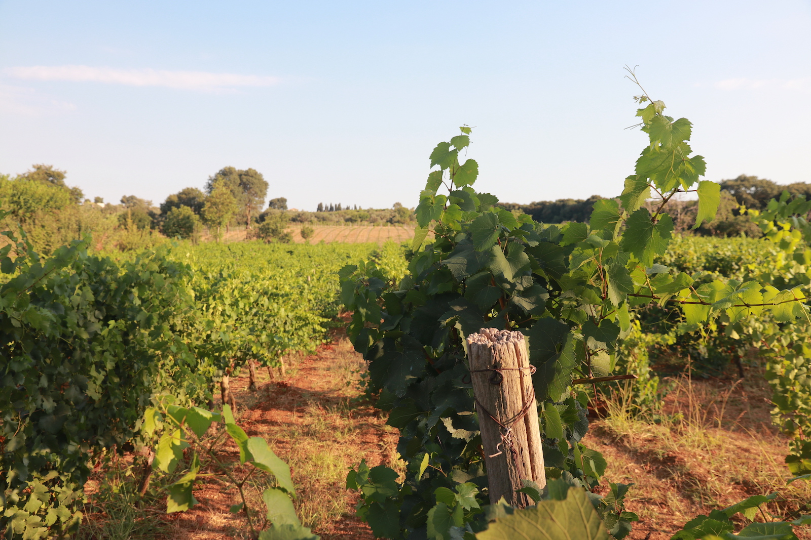 Wijngaarden van Domaine Dereskos