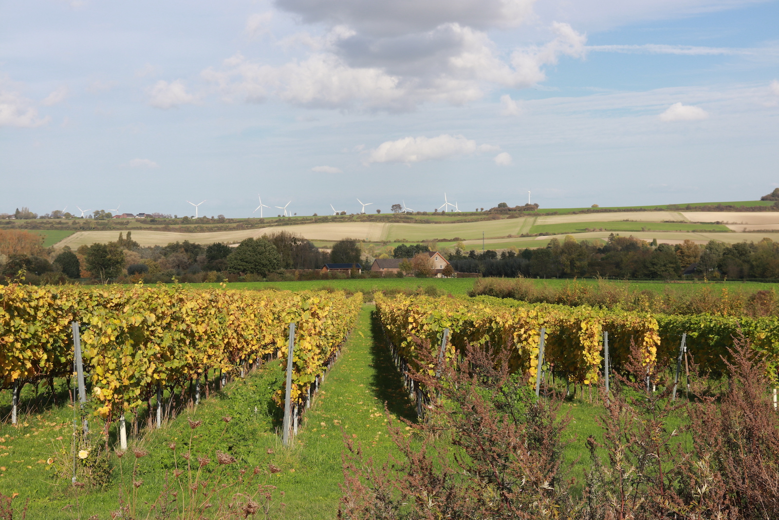Uitzicht over de wijngaarden van Domein Holset in het Zuid-Limburgse Heuvelland