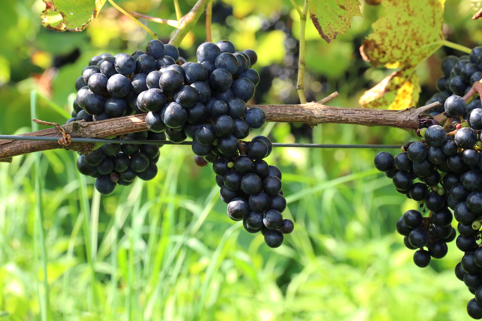 Natuurlijke wijngaard Wijndomein Oude Waalstroom