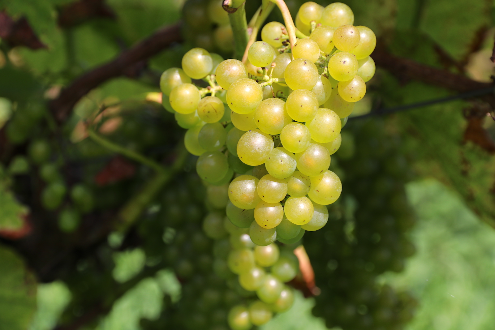Natuurlijke wijngaard Wijndomein Oude Waalstroom