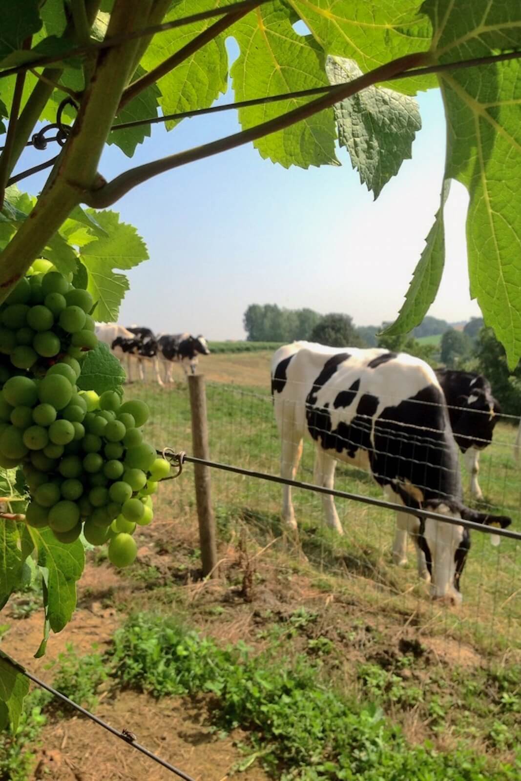 Wijngaarden van Domein De Wijngaardsberg in Zuid-Limburg