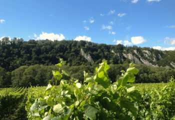 Een van de wijngaarden van Château Bon Baron in de Maasvallei
