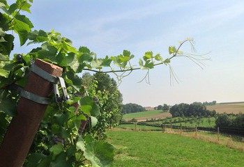 Vineyards of Domein De Wijngaardsberg in Limburg