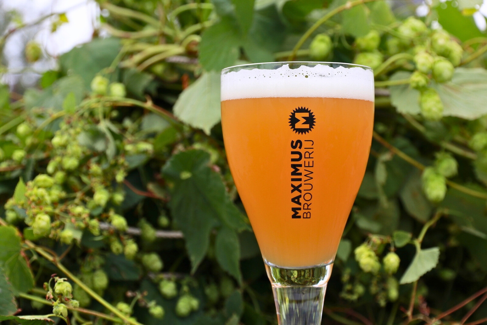 Hop picking while enjoying a beer of Brouwerij Maximus