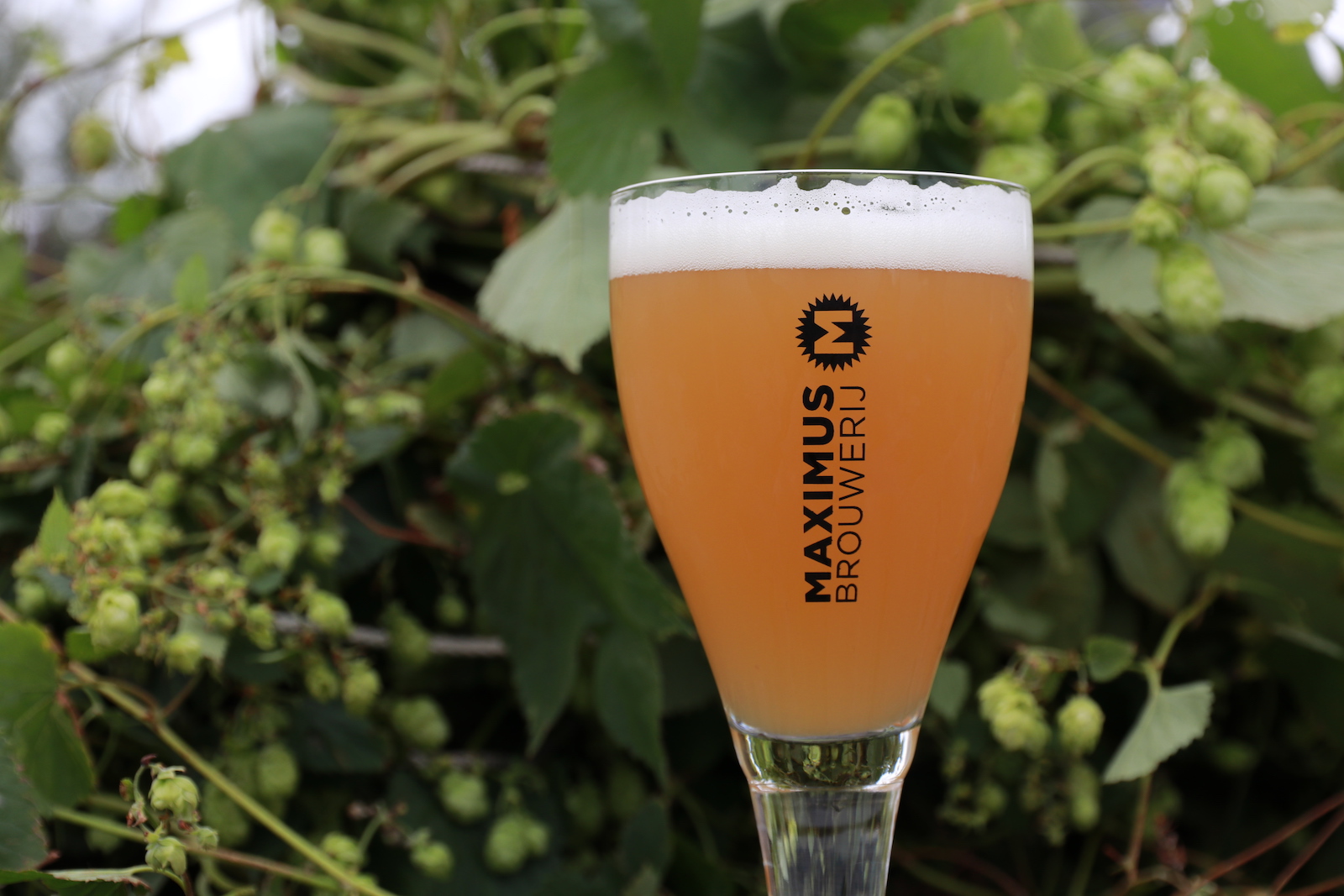 Hop plukken en tussendoor genieten van een Maximus bier