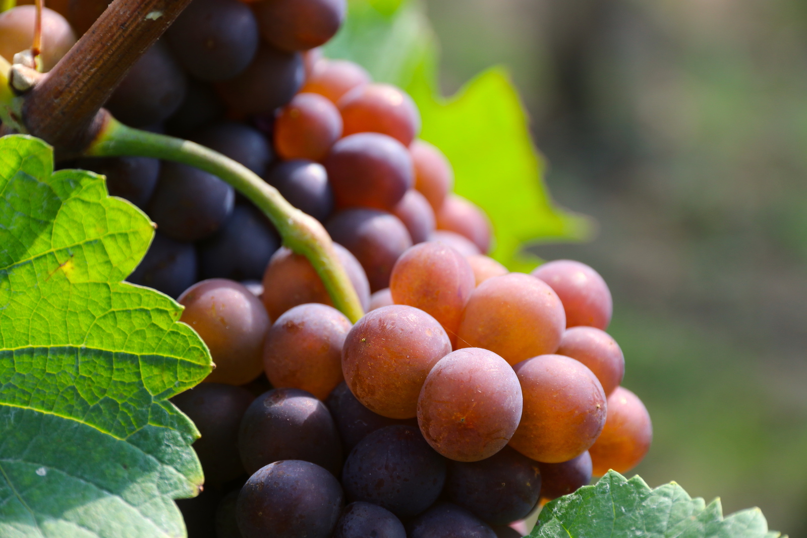 Wijndomein Aldeneyck is specialized in Pinot varieties