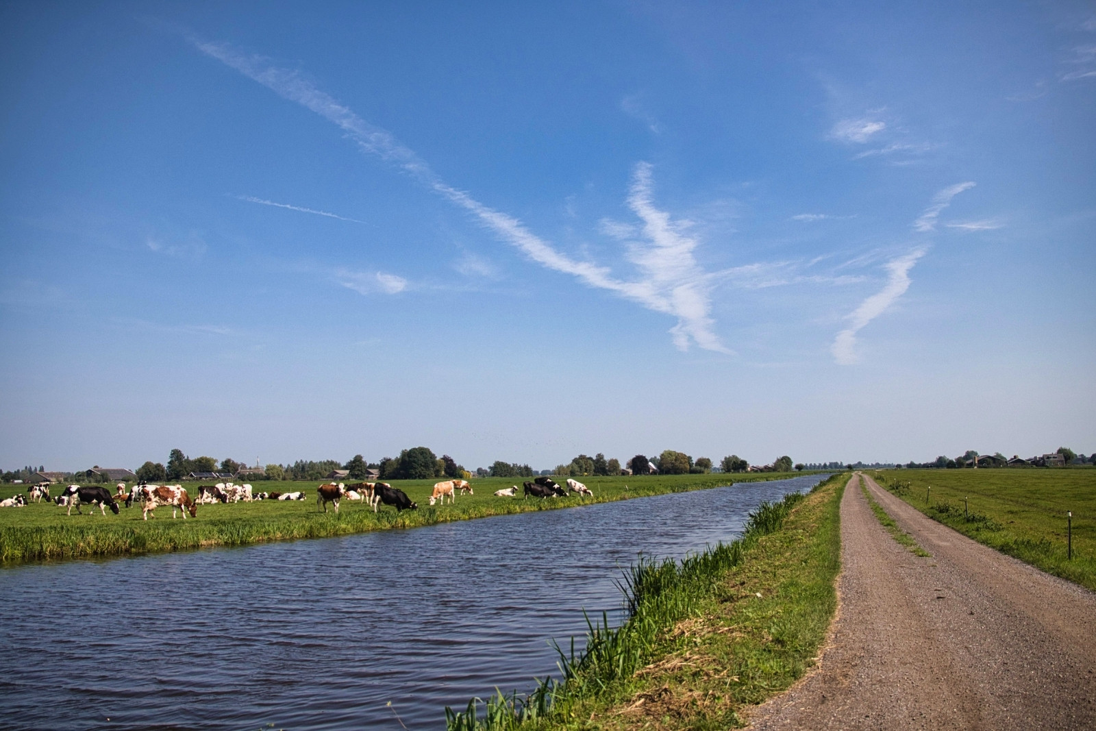 Distilleerderij The Chamberick ligt middenin de weilanden in Kamerik