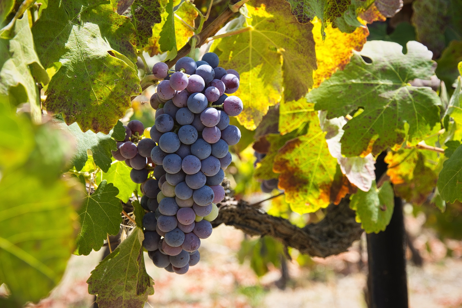 Avgoustiatis grape variety