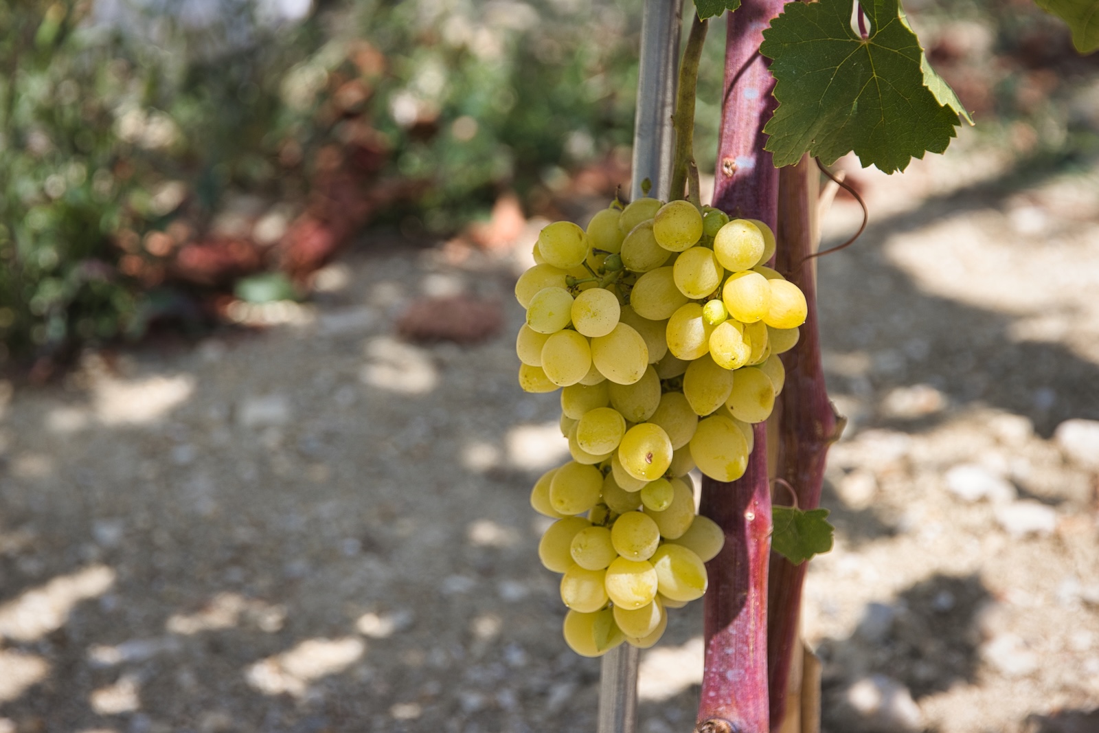 Muscat Blanc grape variety