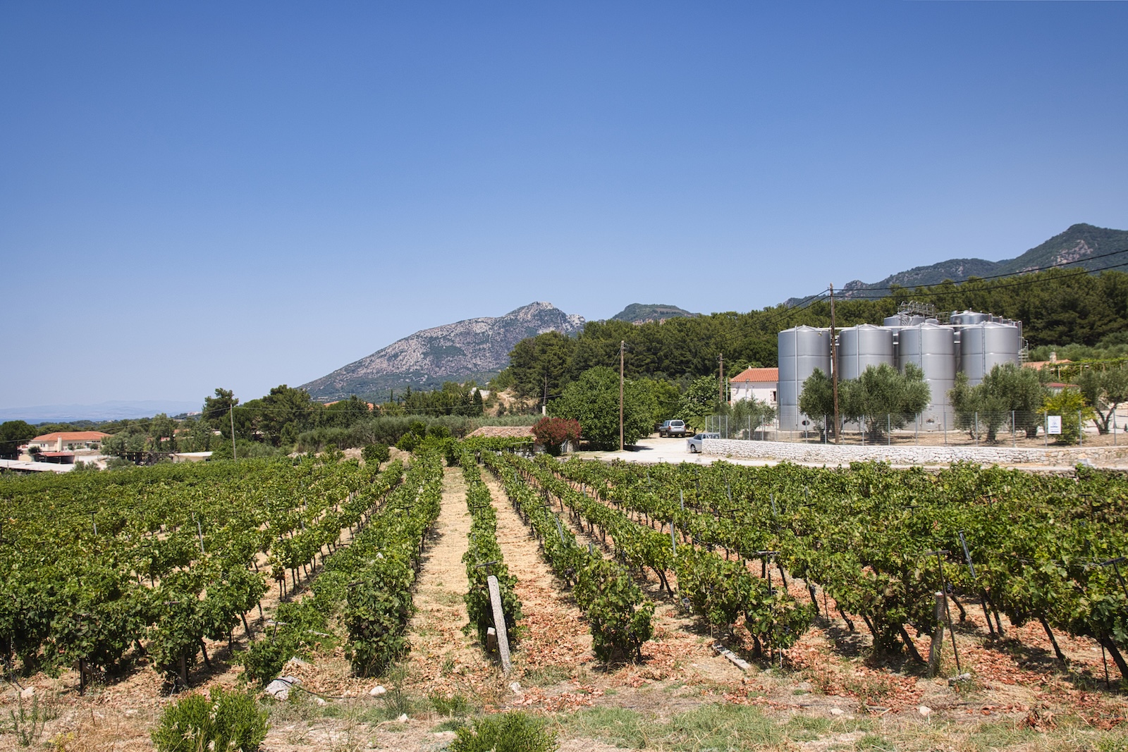 Vineyards near Domaine Vakakis