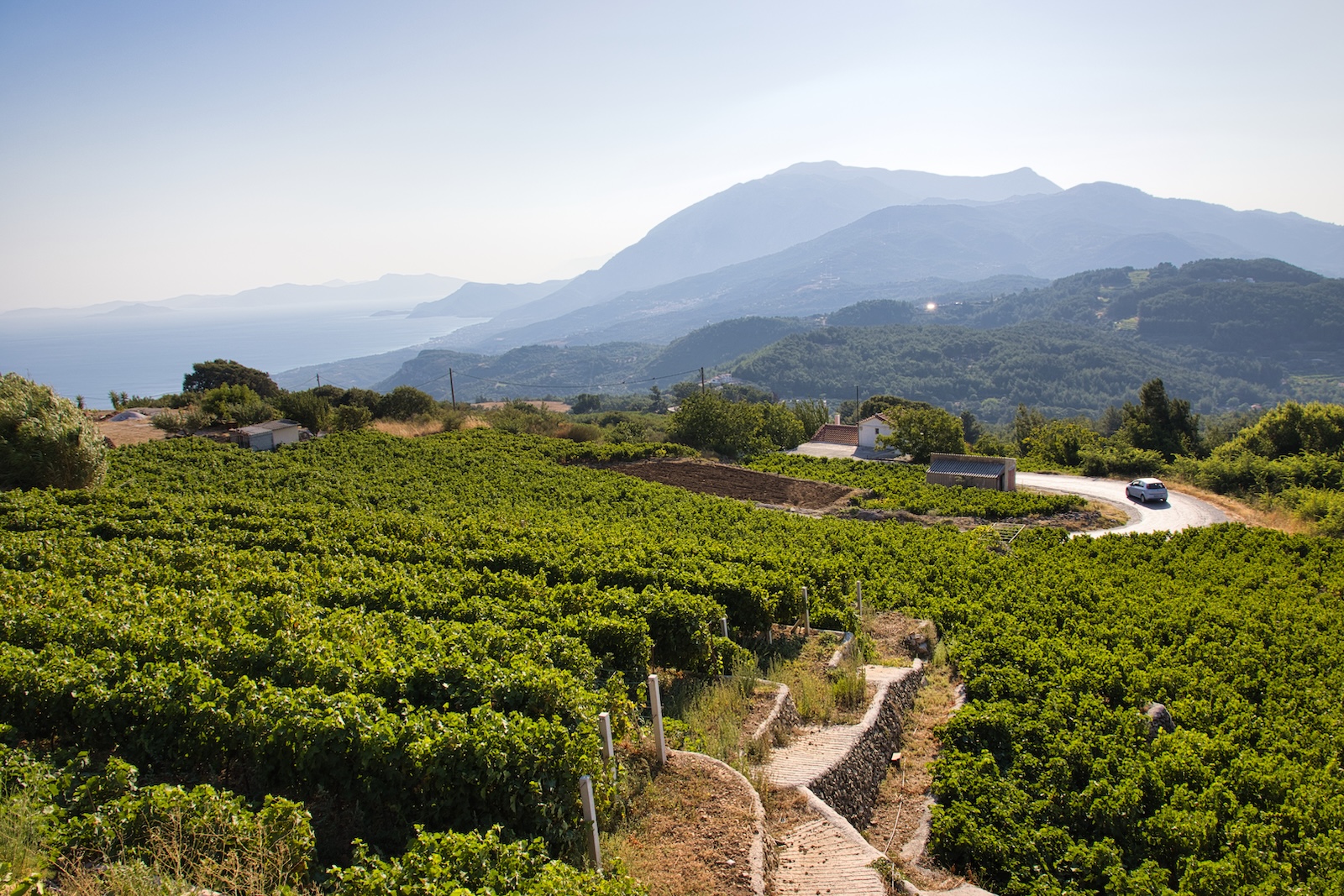 Wijngaarden op Samos, Griekenland