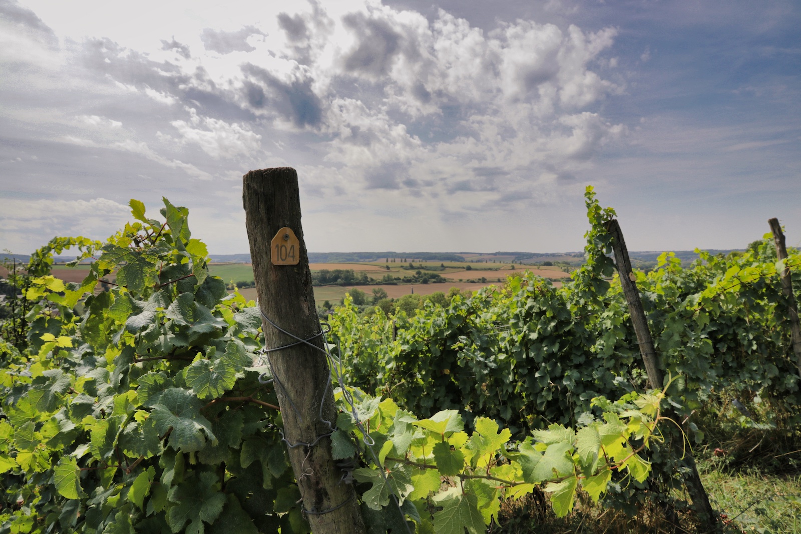 Limburgse wijngaarden van Domein Aldenborgh in Eys.