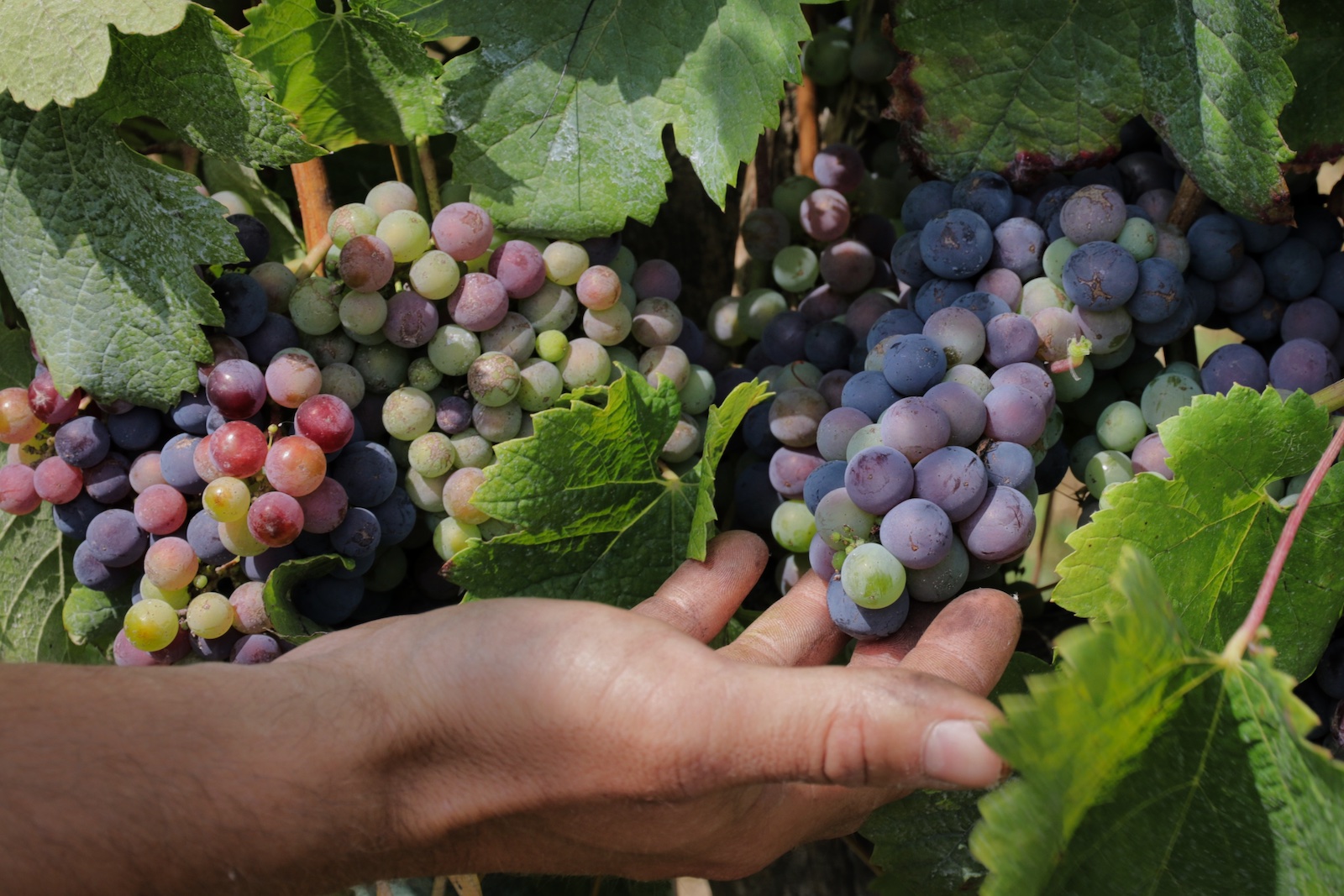 Pinot Noir varietal at Domein Aldenborgh