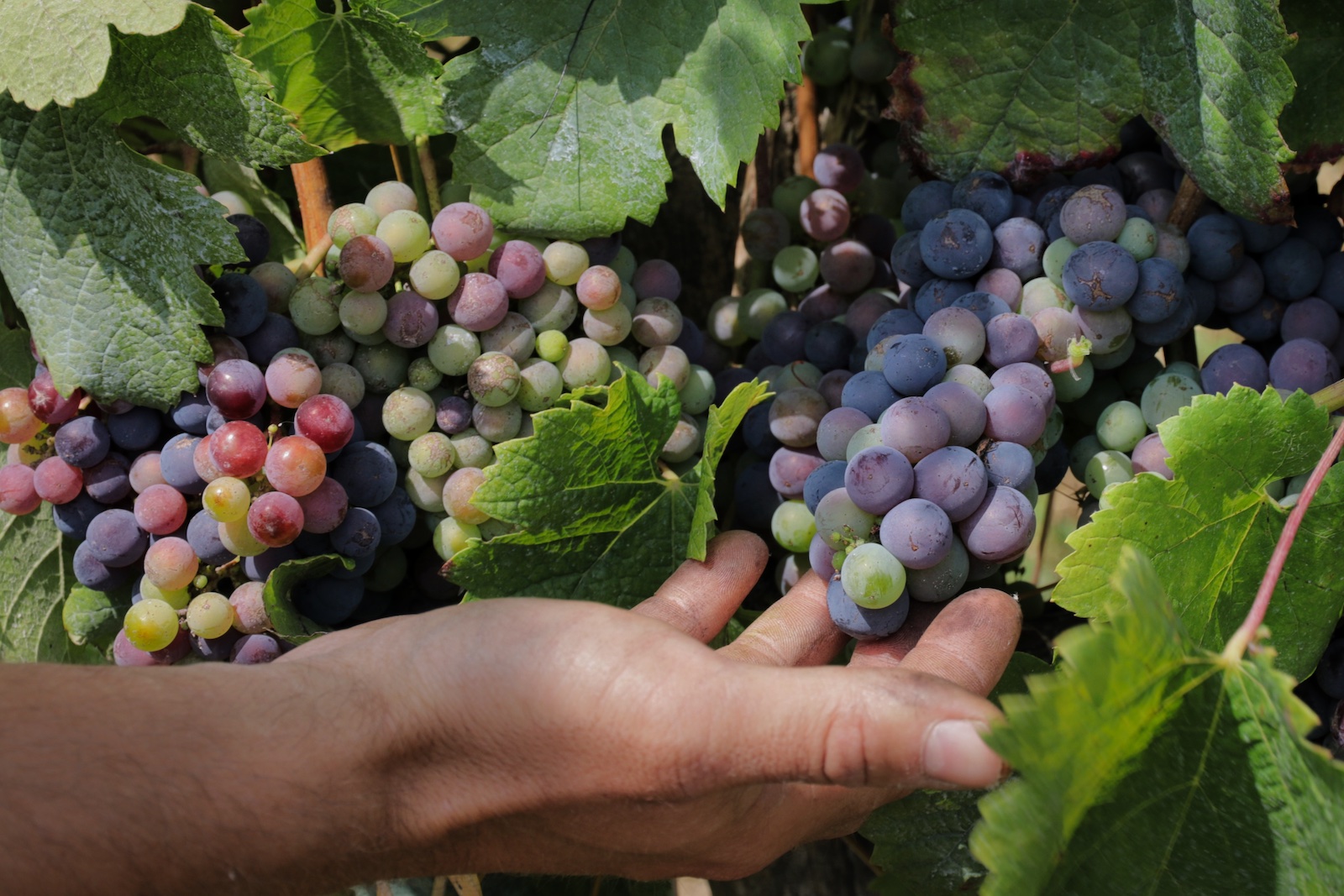 Naast Riesling telen ze bij Domein Aldenborgh ook nog wat blauwe druivenrassen.