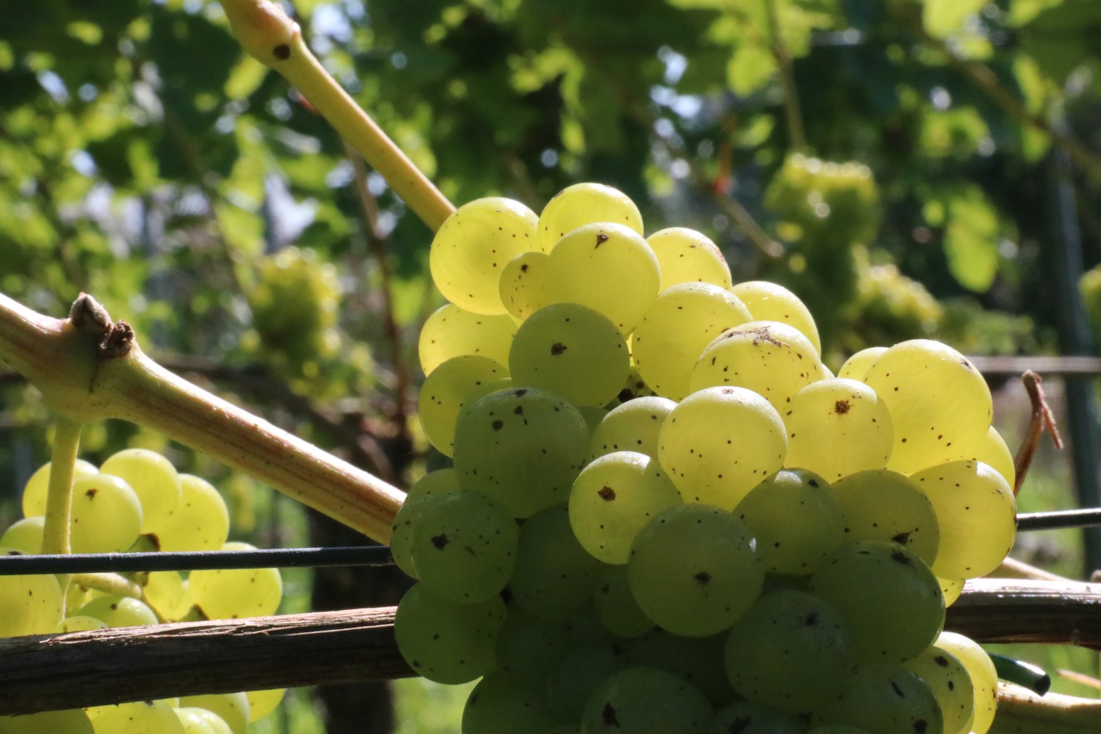Johanniter grape variety at Dutch winery Wijngaard De Amsteltuin 