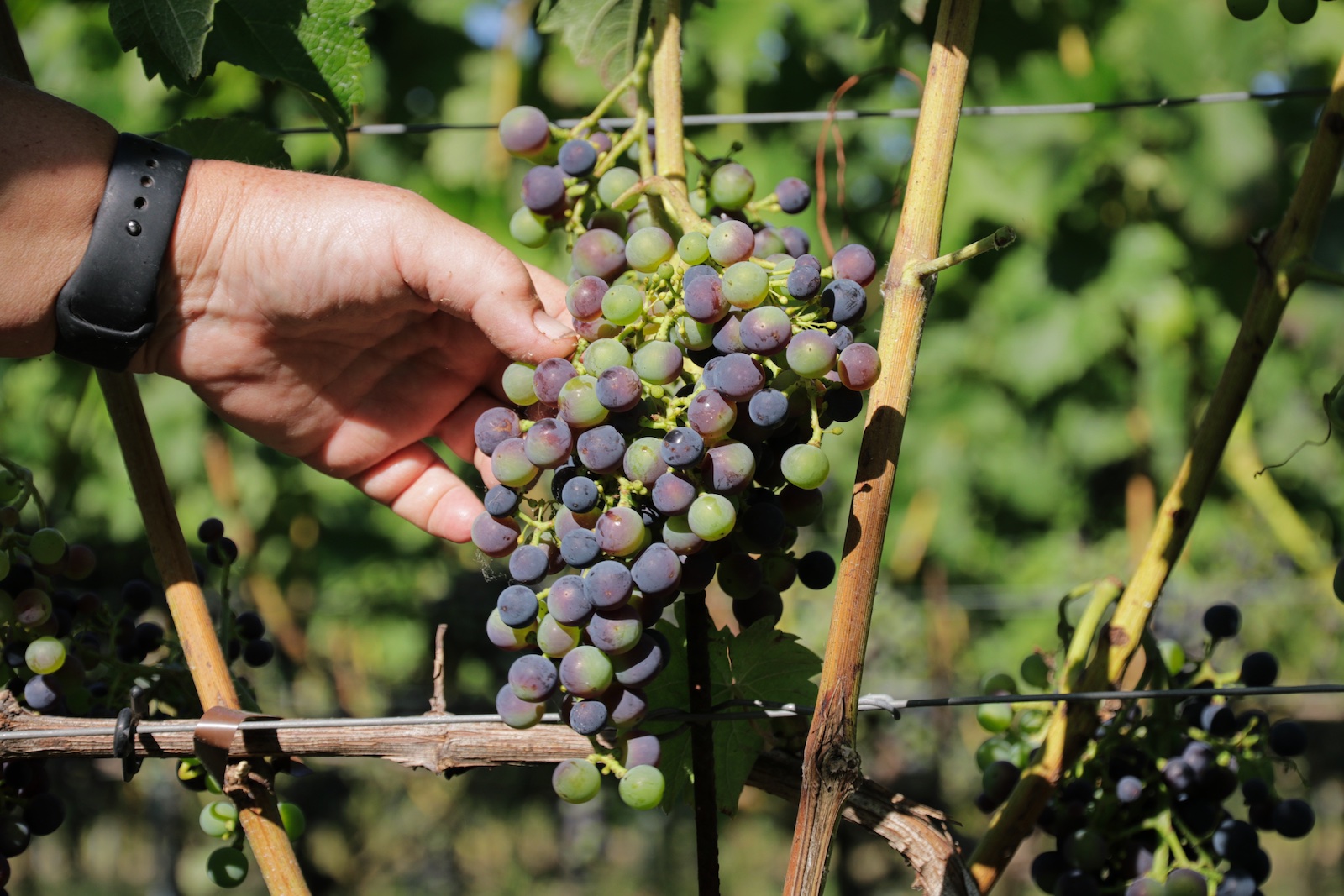New grape varieties at Wijndomein Auansati