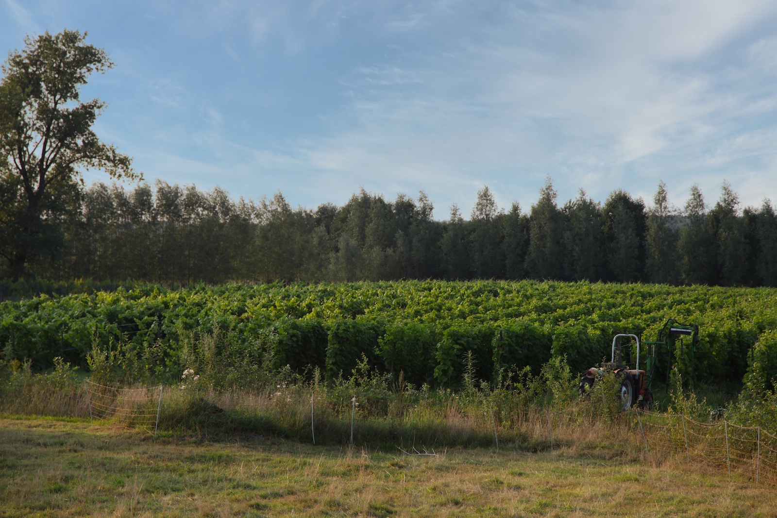 Vineyards of organic Dutch winery Wijngaard Dassemus 