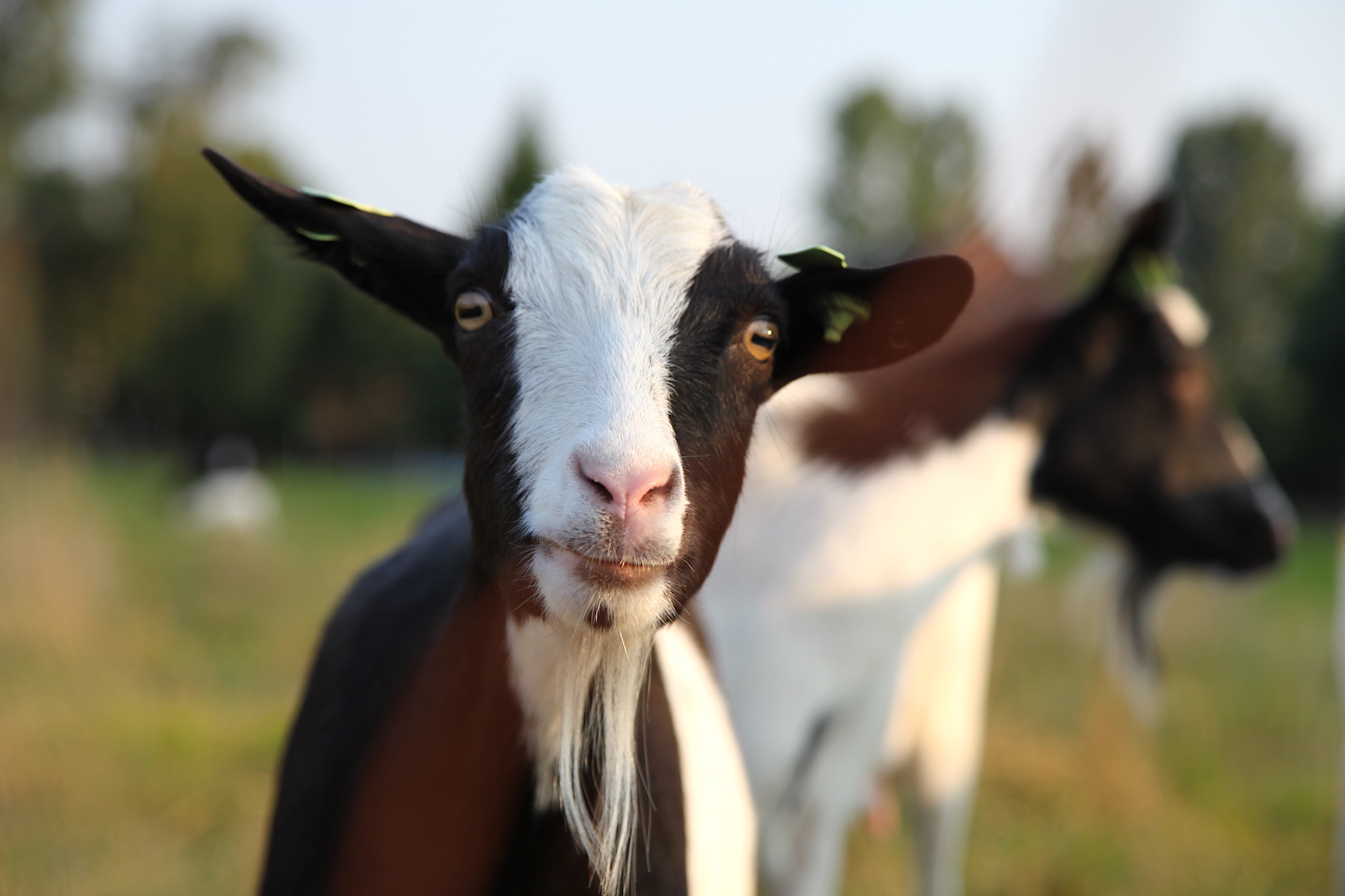 A curious goat at Wijngaard Dassemus
