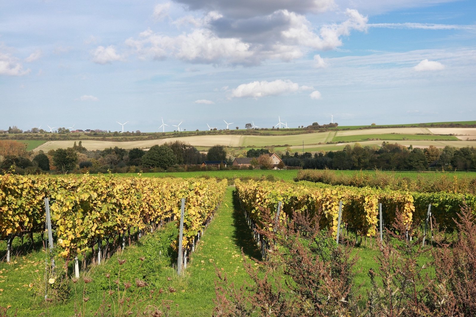 Uitzicht over de Limburgse wijngaarden van Domein Holset in het Zuid-Limburgse Heuvelland