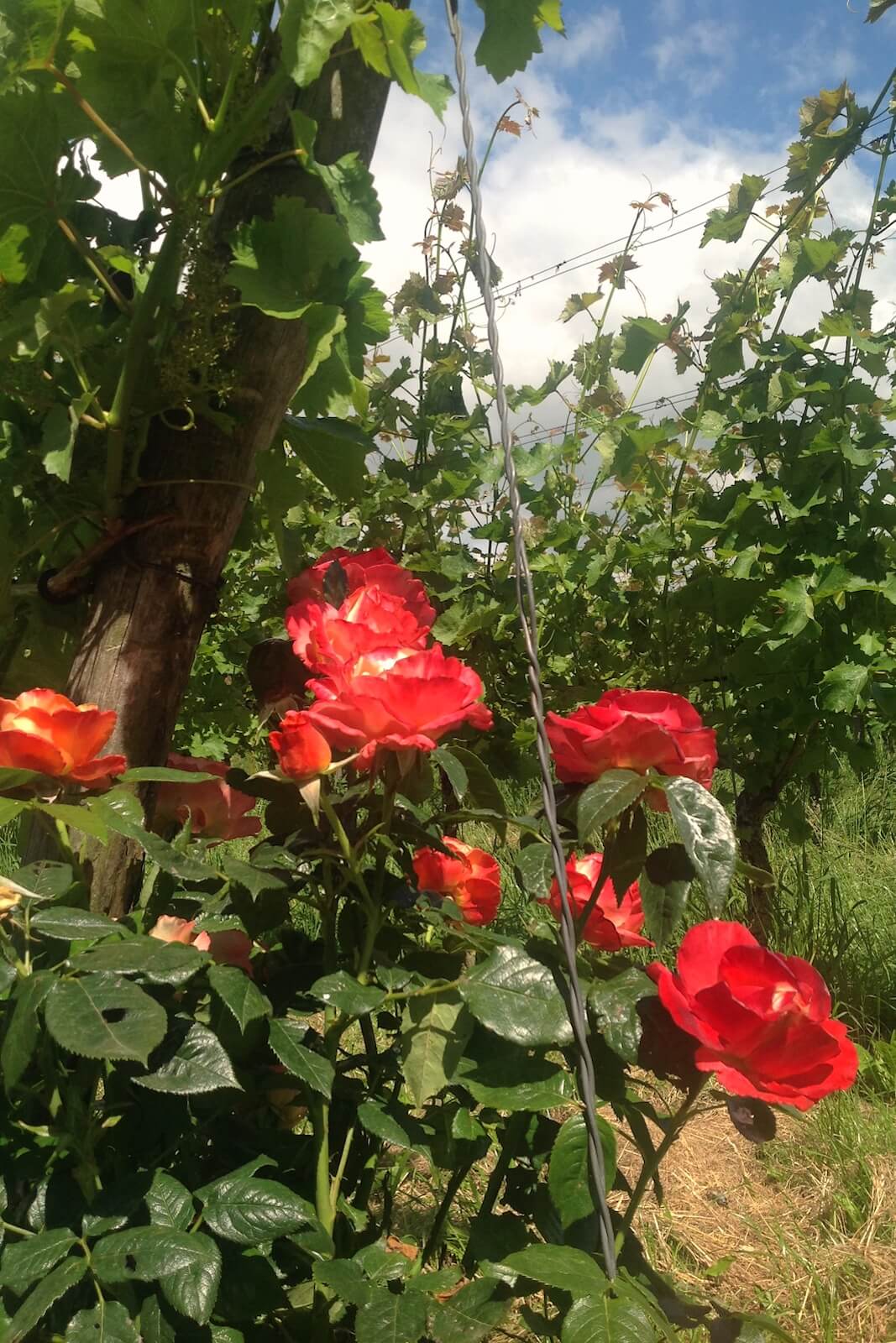 Roses act as early warning of mildew at Wijnboerderij 't Heekenbroek