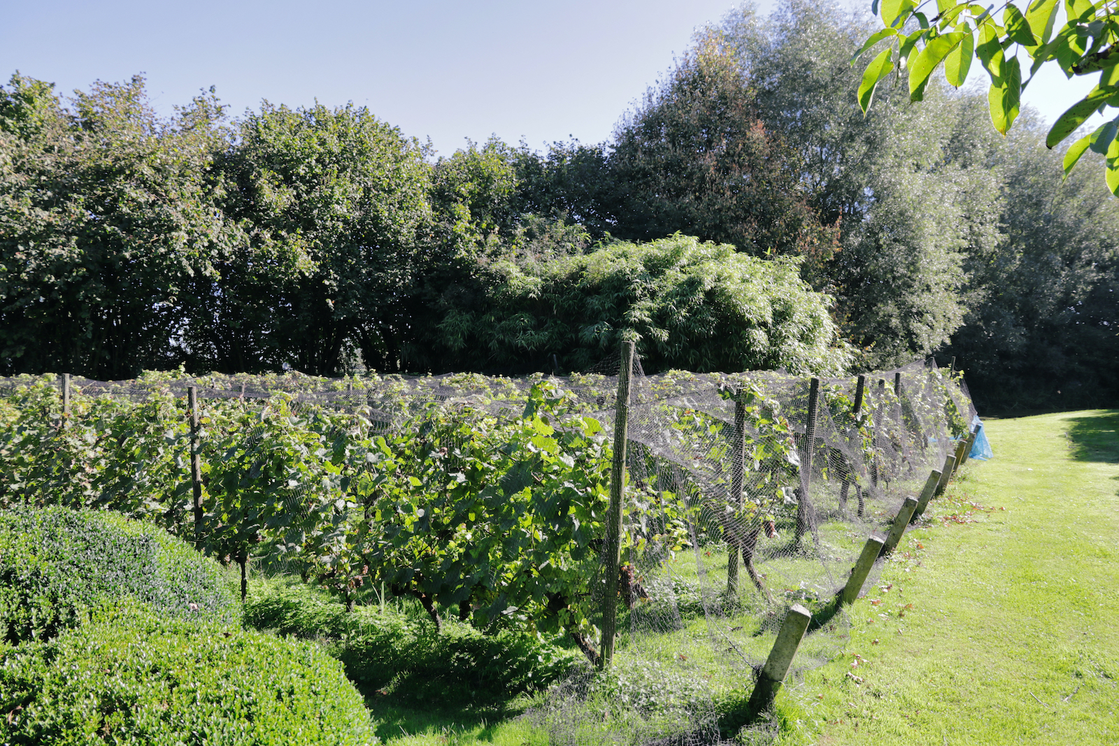 Eén van de kleine wijngaarden van Domaine d'Heerstaayen