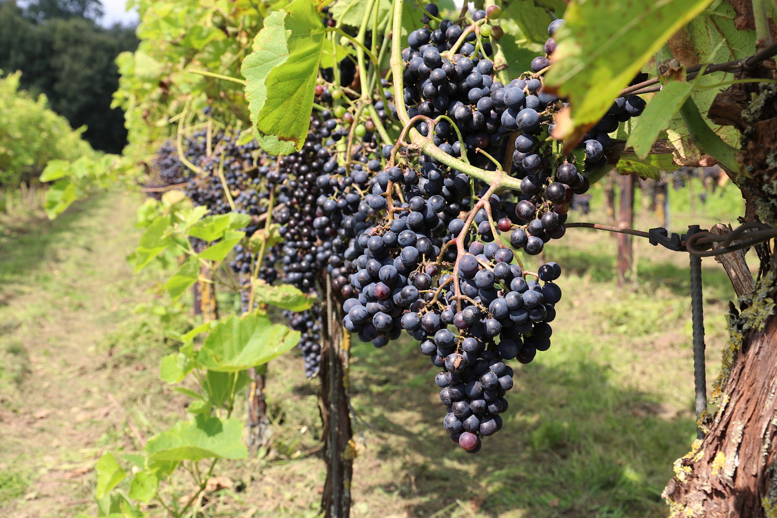 Vineyard of Domein Hof te Dieren