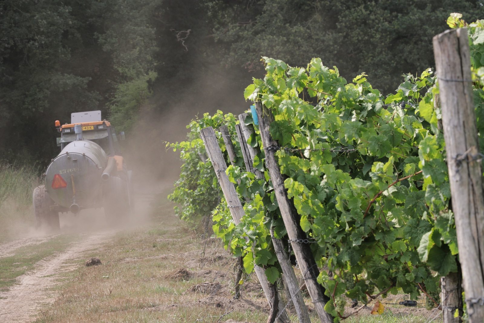 Vineyards of Dutch winery Hof van Twente