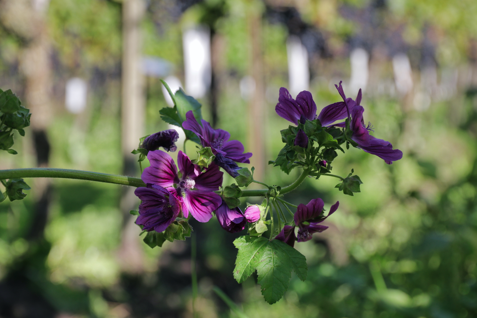 Alternate rows of wildflowers in the vineyards of Wijngoed De Reestlandhoeve