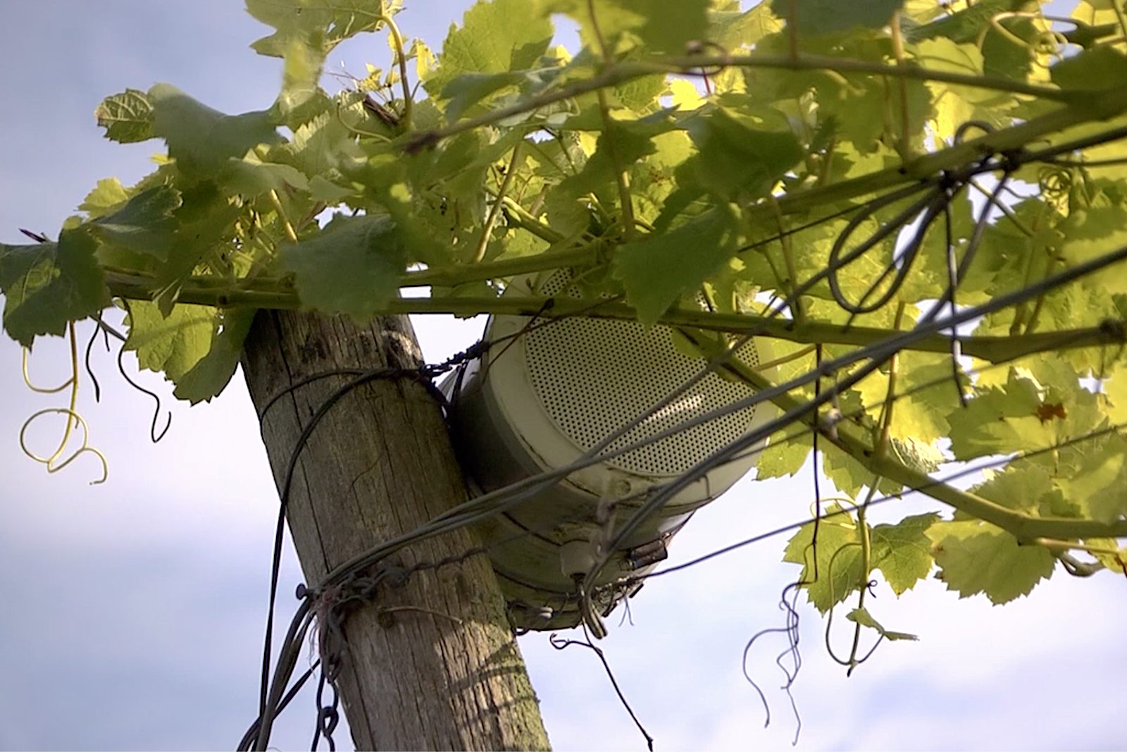Classical music in the vineyards of Wijngoed De Reestlandhoeve