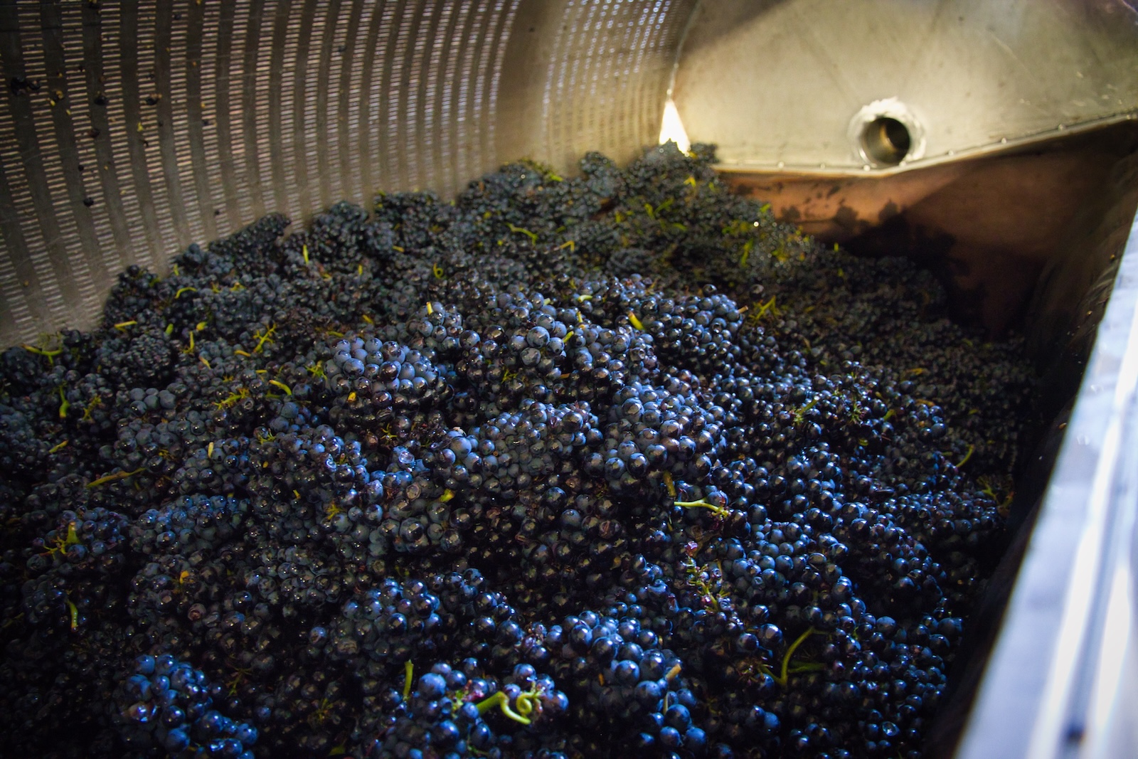 Pinot Noir grapes in the crusher-destemmer at Wijndomein Stokhem