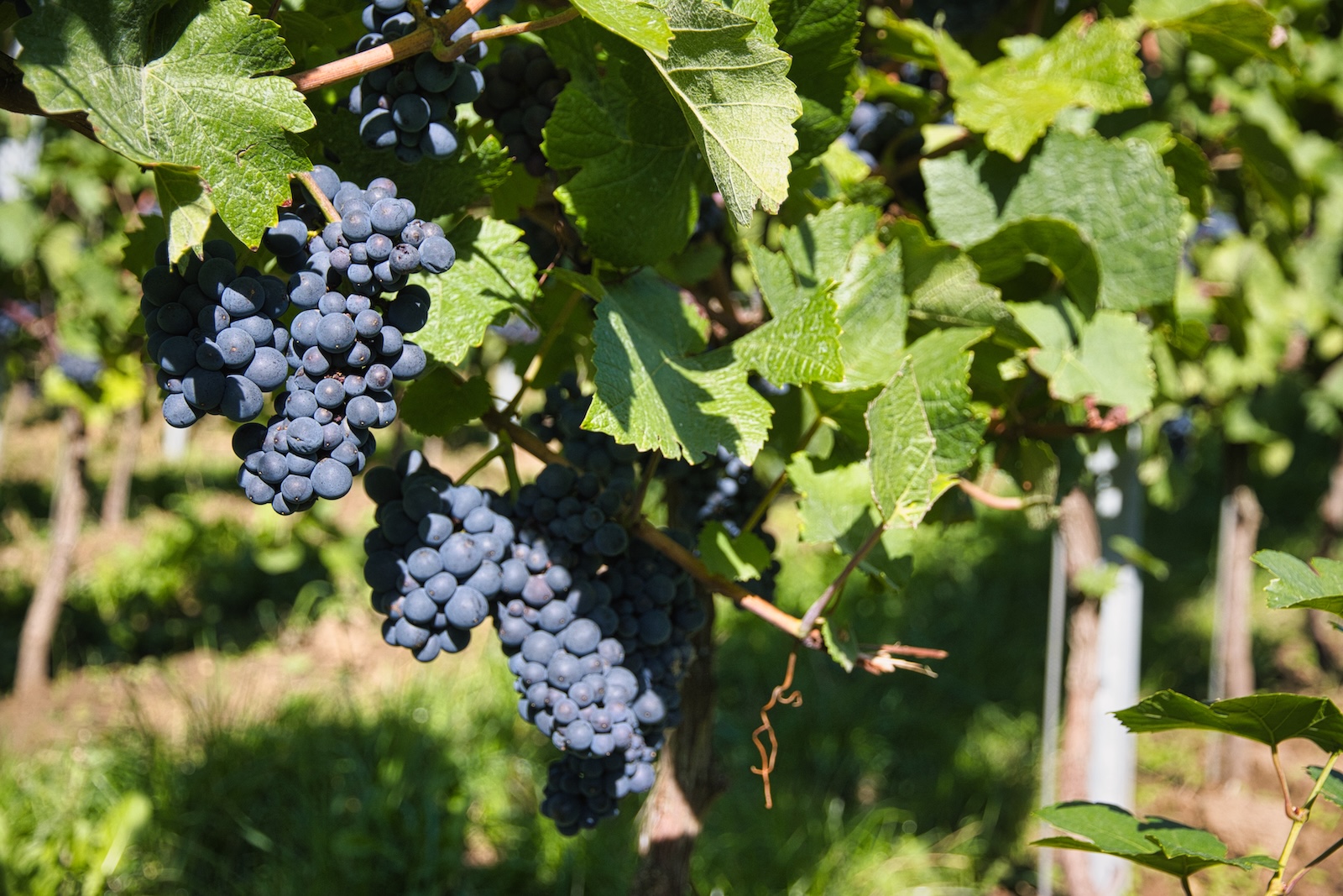 Pinot Noir druiven bij Wijndomein Stokhem