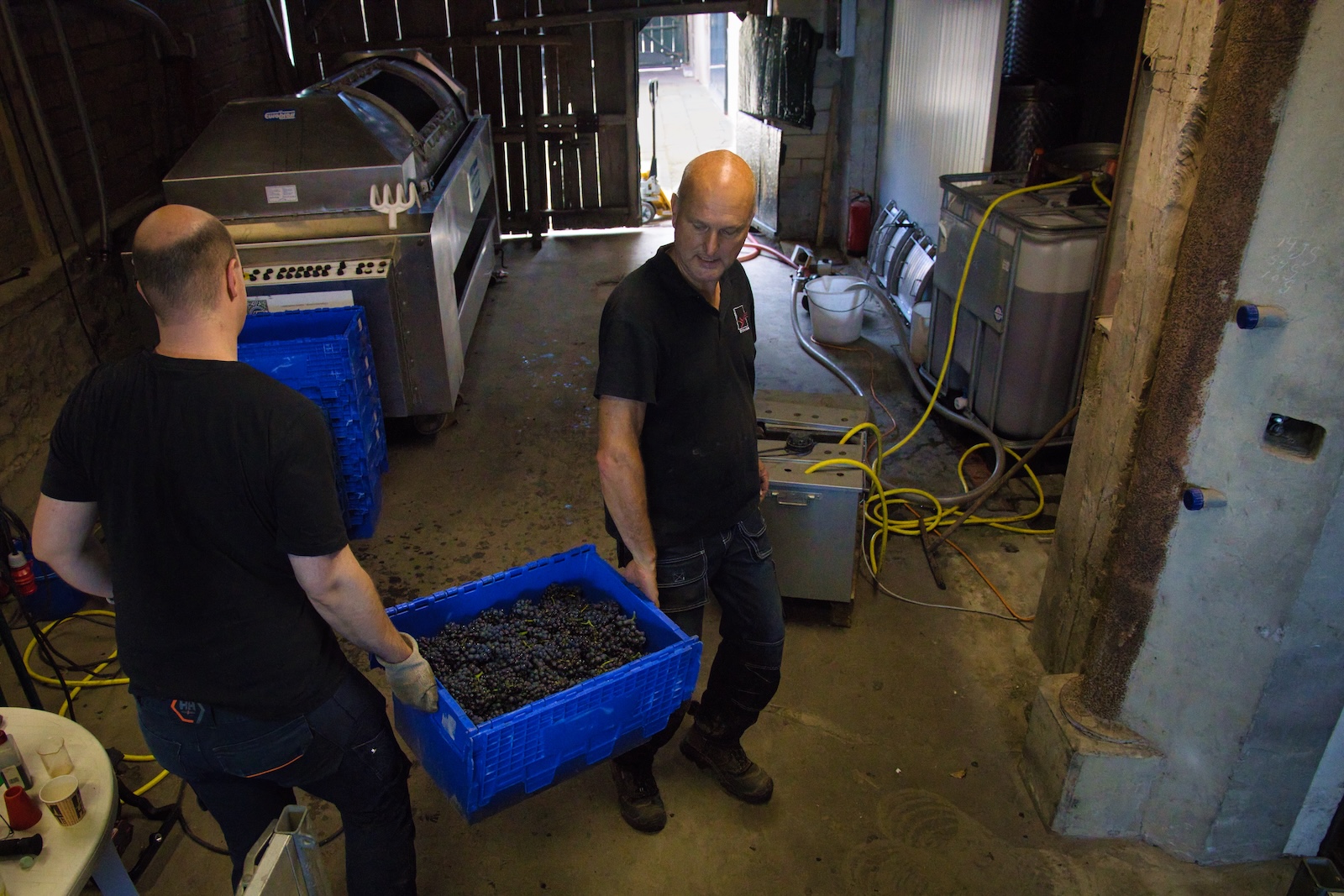Harvested grapes go into the crusher-destemmer