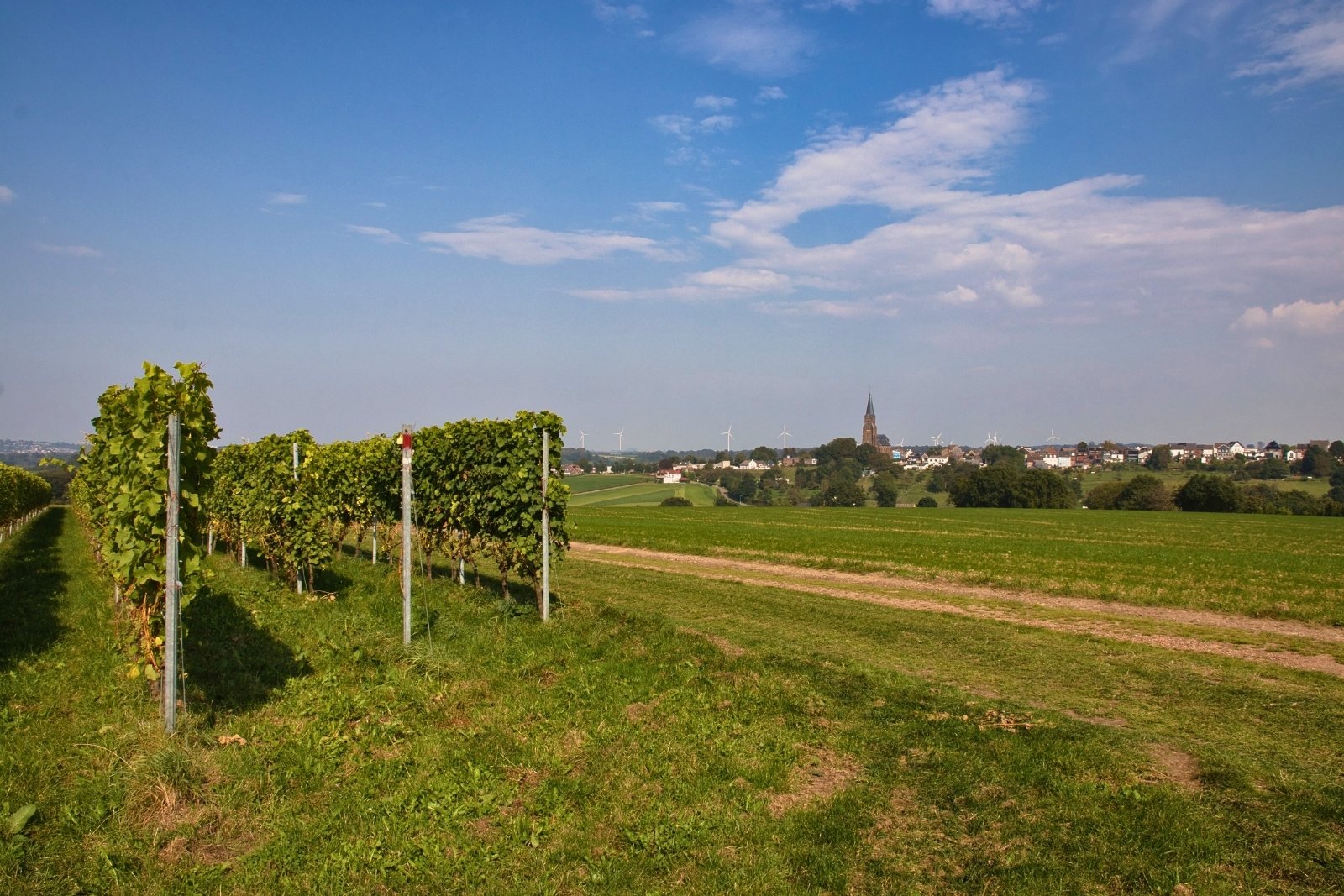 Wijngaarden van Wijndomein St. Martinus in Vijlen