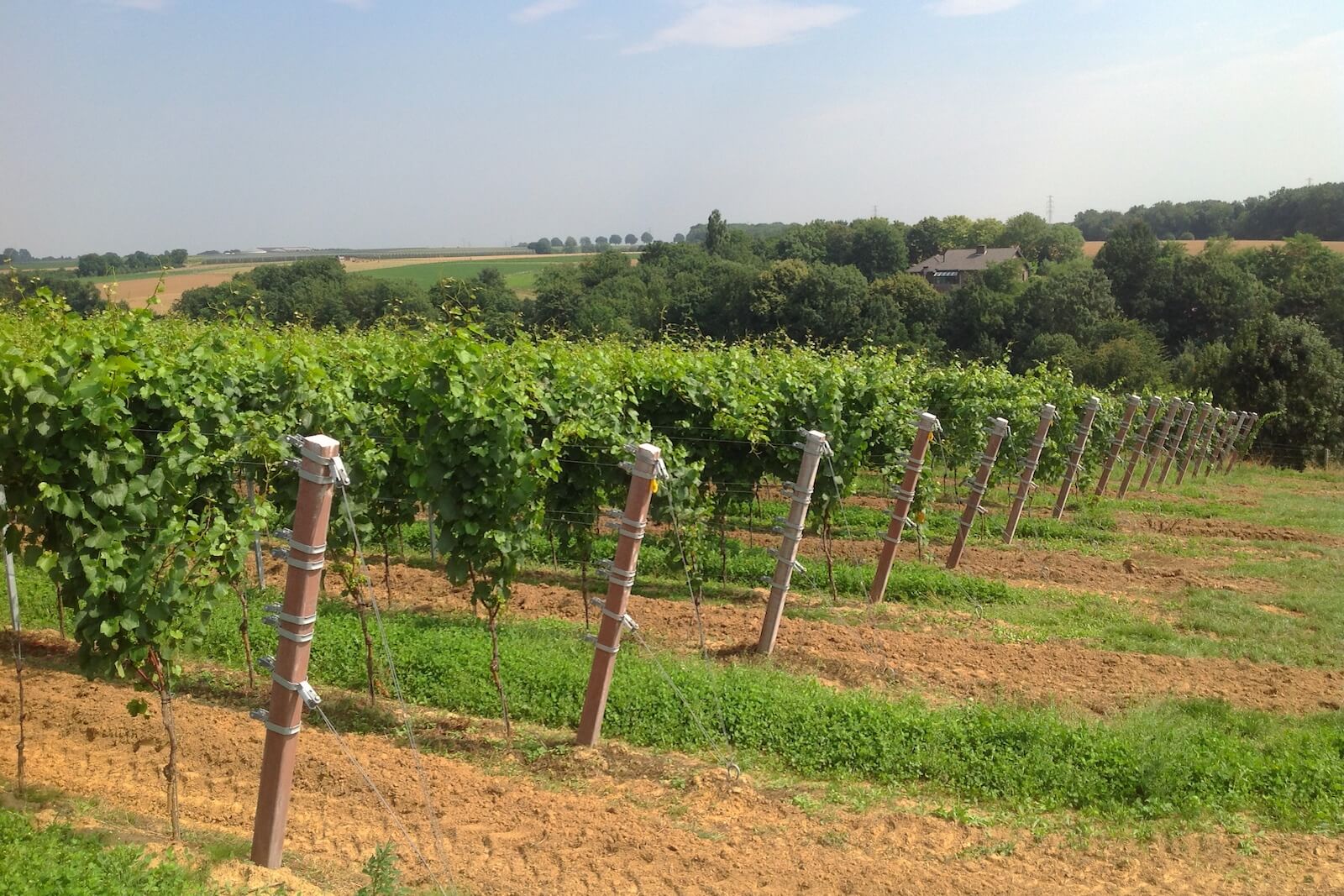 Wijngaarden van Domein De Wijngaardsberg in Zuid-Limburg.