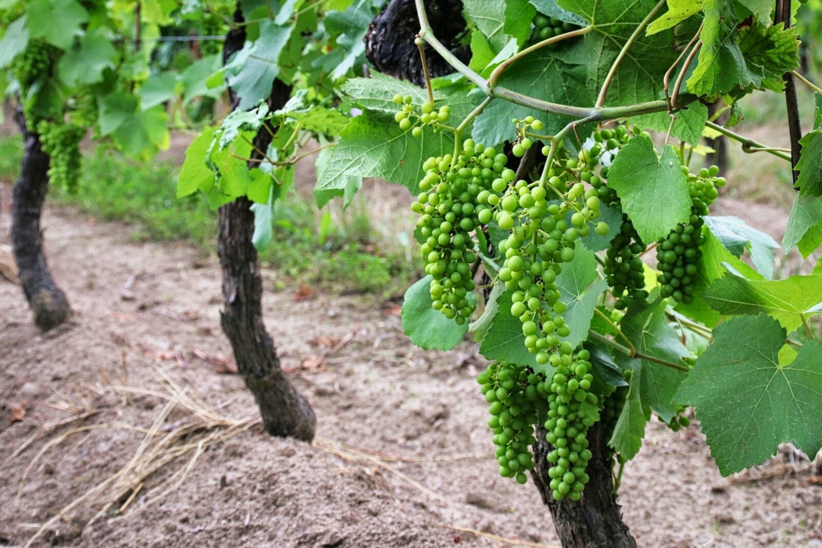 Druiventrossen in de wijngaard van Wijngoed Thorn