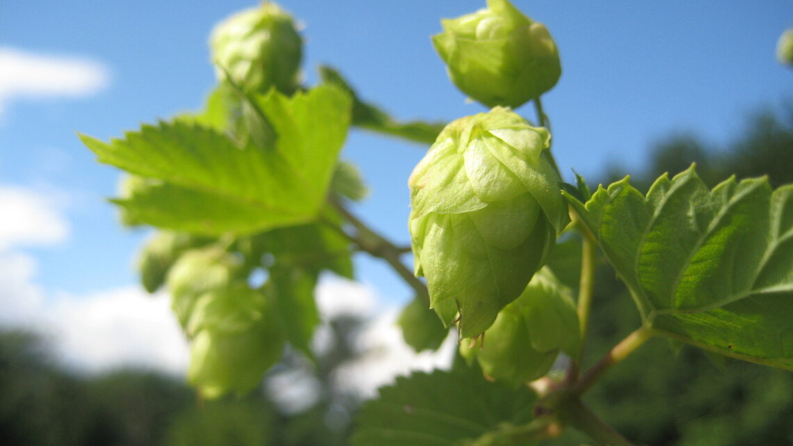 Beer Class: Dry-hopped Lagers