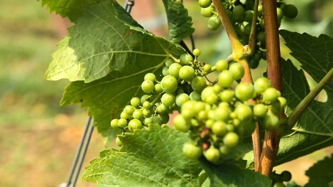 De Wijngaardsberg Winery