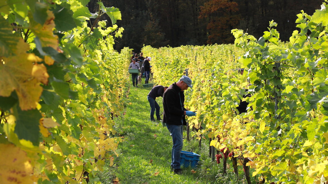 Netherlands: Wine harvest season in southern Limburg