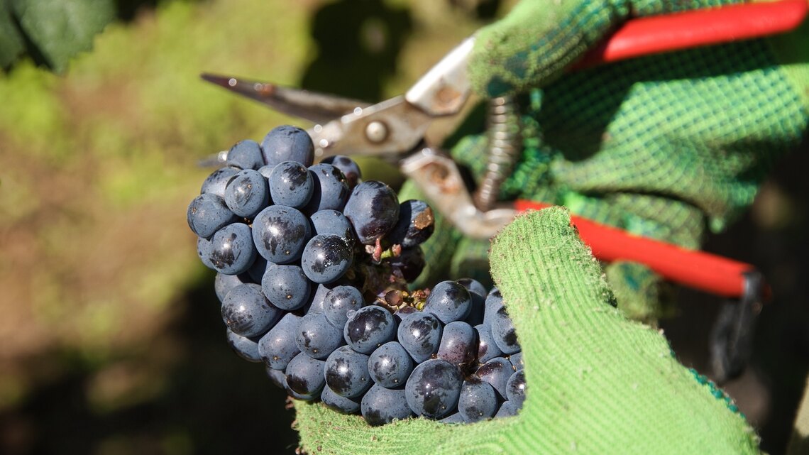 Wijndomein Stokhem winery in IJzeren
