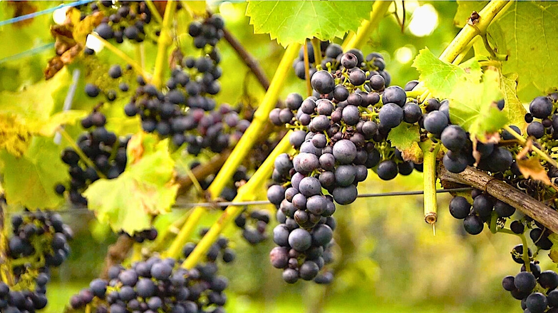 De Reestlandhoeve Wine Estate