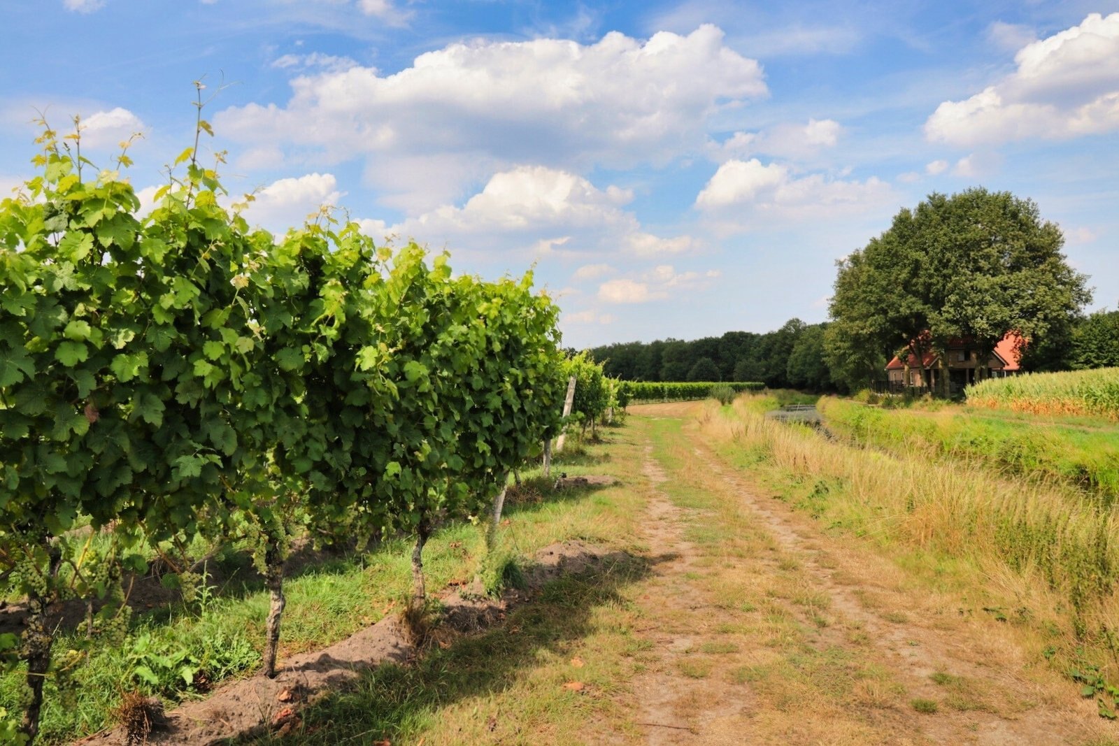 Vineyards of Hof van Twente Winery in Bentelo