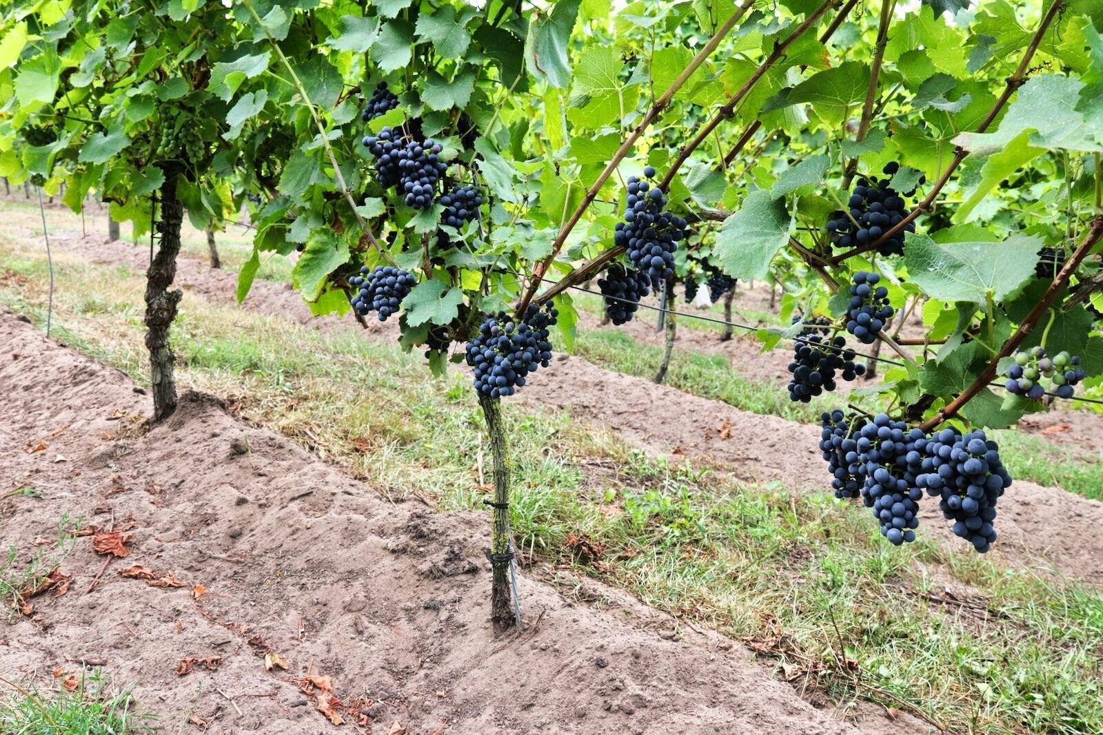 Vineyards of Hof van Twente Winery