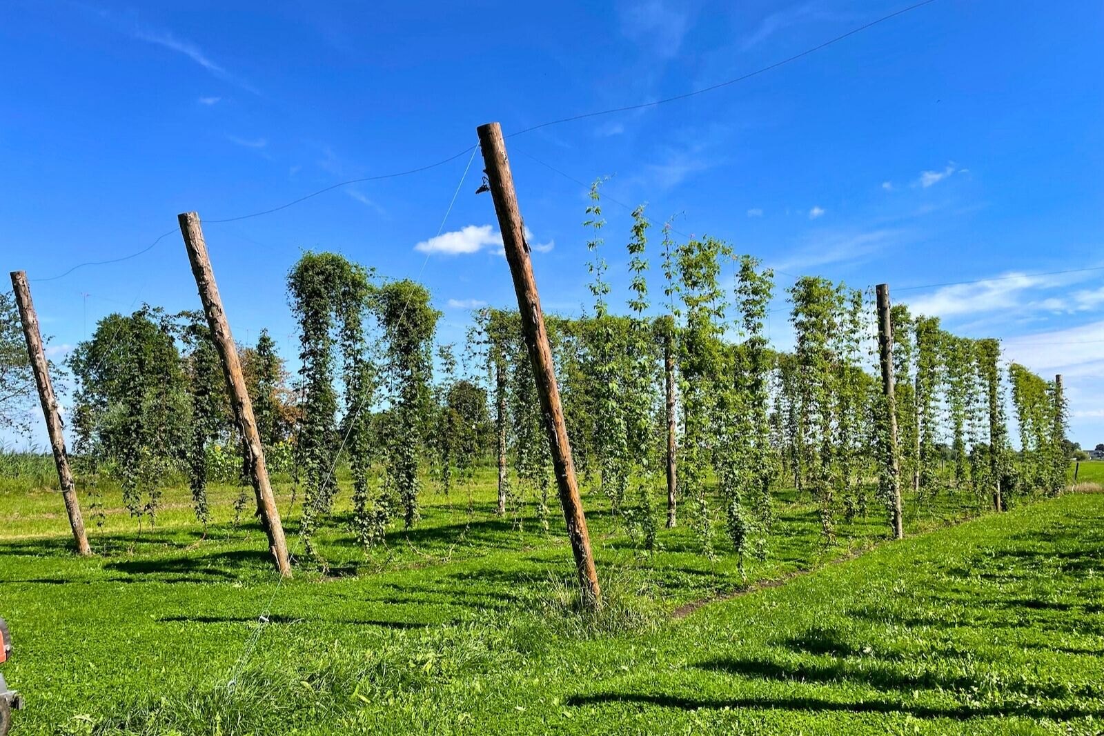 Hopfields of 'de Hopperij' in the village of Kamerik