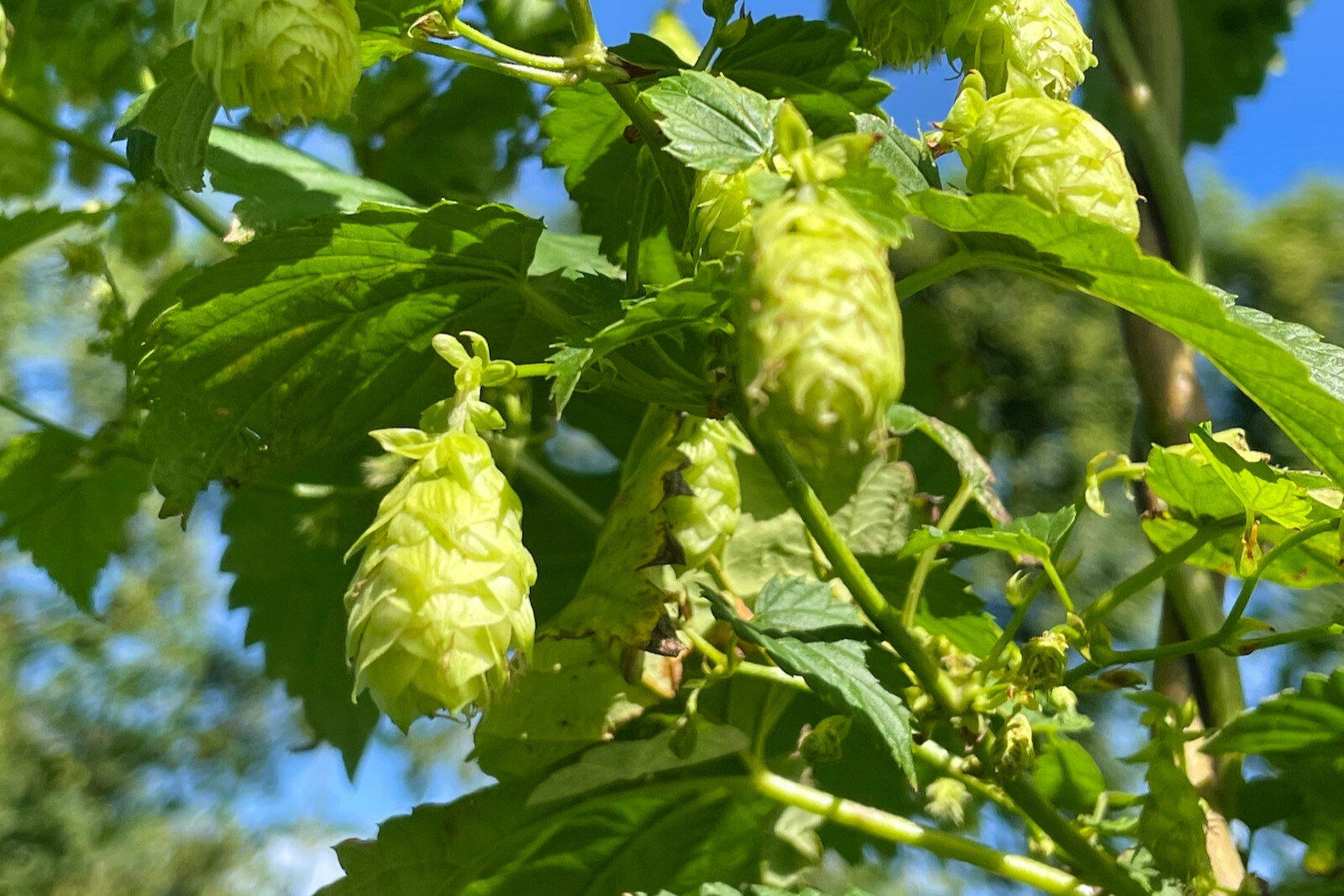 Hop variety at Dutch hop farm 'De Hopperij'.