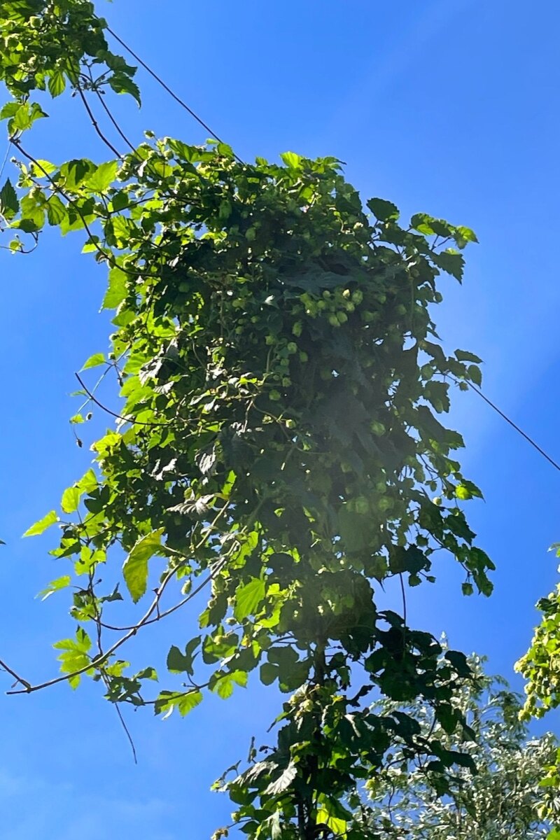 Hops at Dutch hop farm 'De Hopperij'