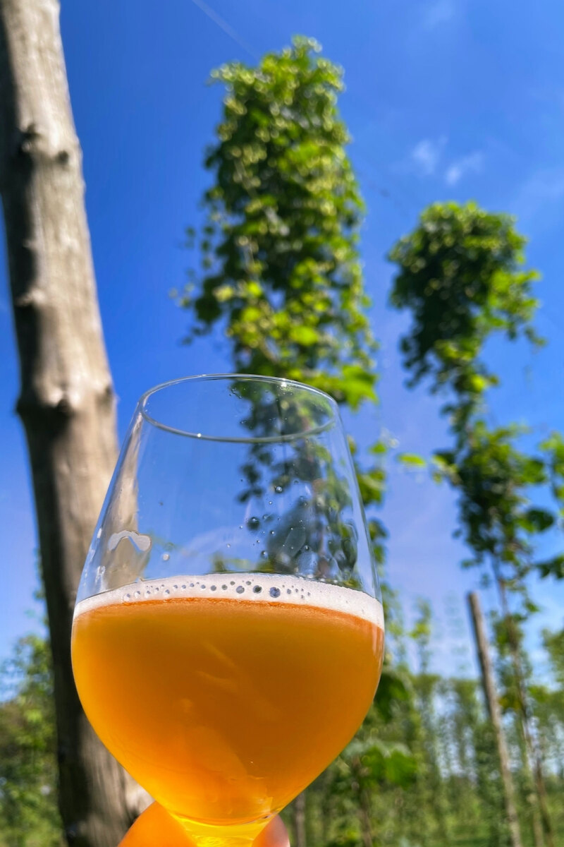 Drinking Ode beer in the hop fields