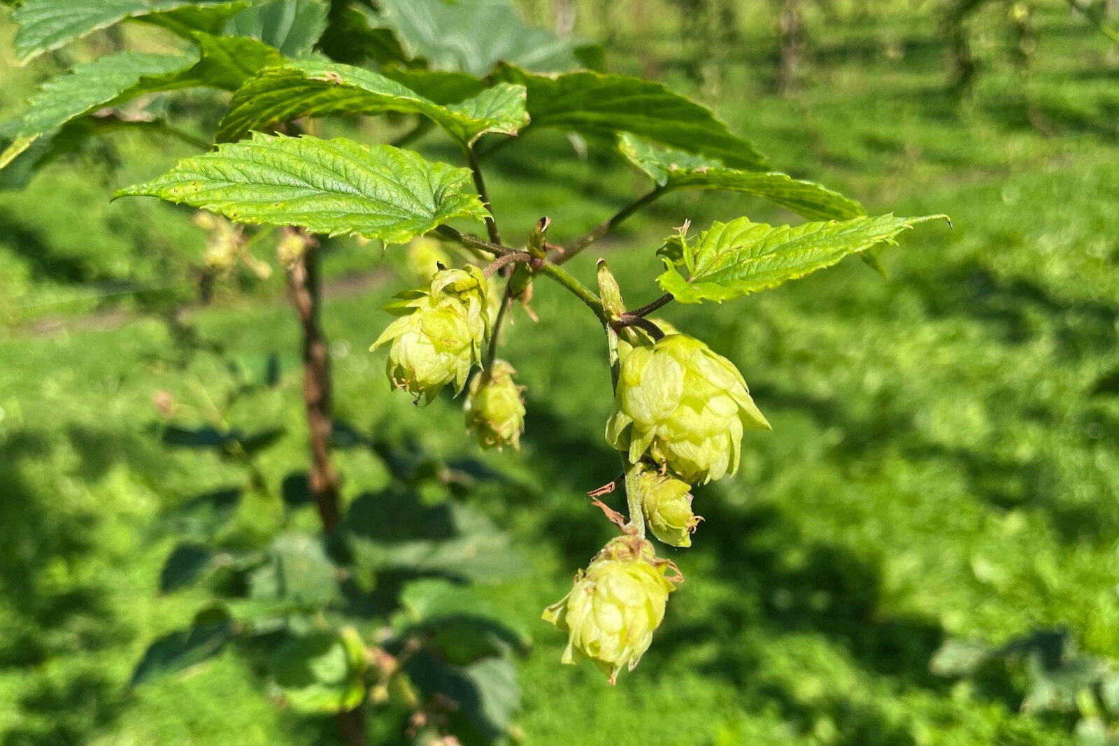 Hops and their terroir at Dutch hop farm 'De Hopperij'.