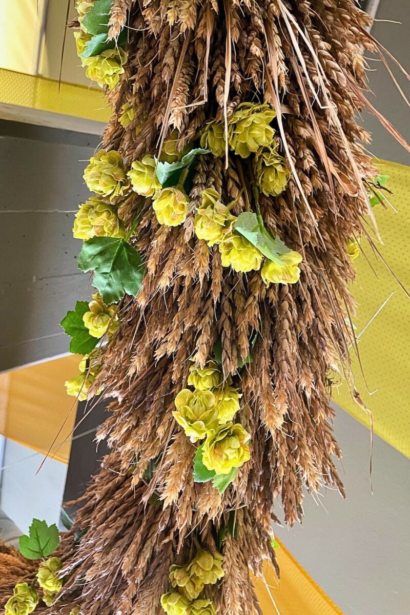 Strands of hops at Tiroler Bierhalle in Innsbruck