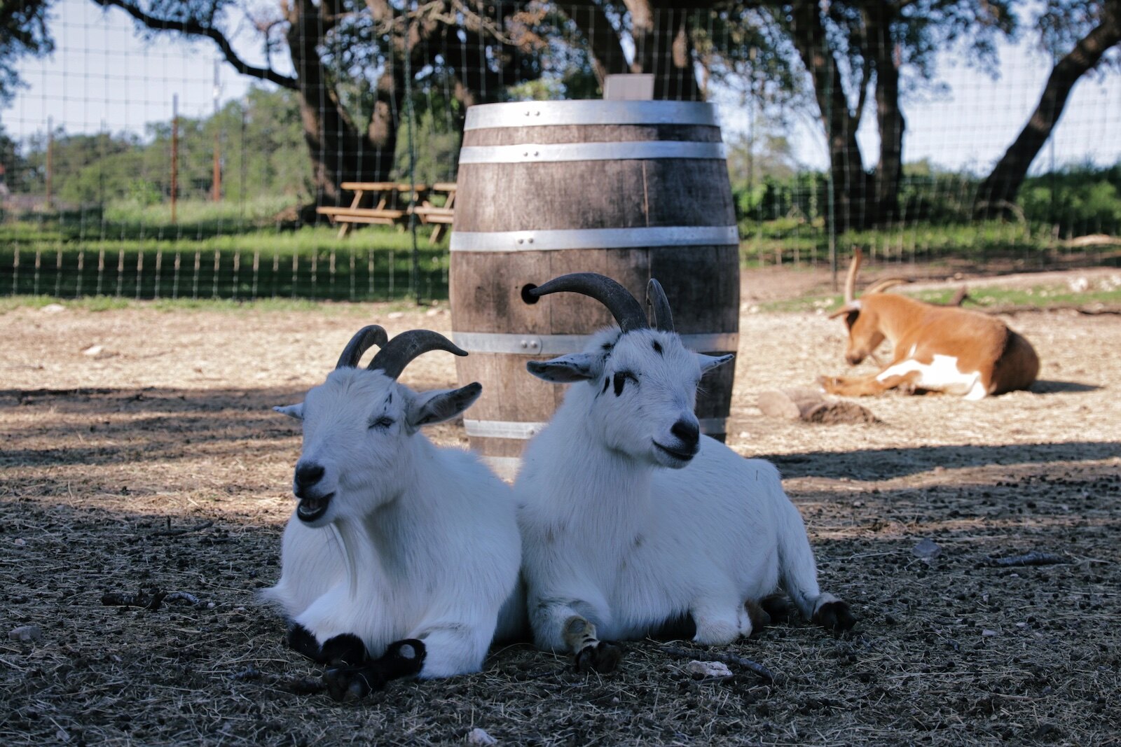 Goats at Jester King farm